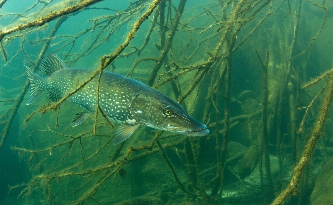 Esox lucius Linnaeus, 1758